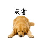 ゴールデンレトリバー★家族＆友人への連絡（個別スタンプ：5）