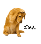 ゴールデンレトリバー★家族＆友人への連絡（個別スタンプ：7）