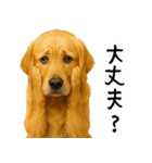 ゴールデンレトリバー★家族＆友人への連絡（個別スタンプ：8）