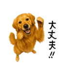 ゴールデンレトリバー★家族＆友人への連絡（個別スタンプ：9）