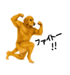 ゴールデンレトリバー★家族＆友人への連絡（個別スタンプ：10）