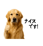 ゴールデンレトリバー★家族＆友人への連絡（個別スタンプ：11）