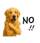 ゴールデンレトリバー★家族＆友人への連絡（個別スタンプ：12）