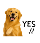 ゴールデンレトリバー★家族＆友人への連絡（個別スタンプ：13）