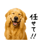 ゴールデンレトリバー★家族＆友人への連絡（個別スタンプ：14）