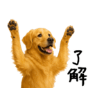ゴールデンレトリバー★家族＆友人への連絡（個別スタンプ：15）