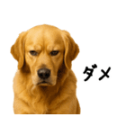 ゴールデンレトリバー★家族＆友人への連絡（個別スタンプ：16）