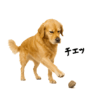 ゴールデンレトリバー★家族＆友人への連絡（個別スタンプ：17）