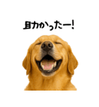 ゴールデンレトリバー★家族＆友人への連絡（個別スタンプ：18）