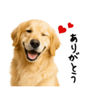 ゴールデンレトリバー★家族＆友人への連絡（個別スタンプ：19）