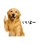 ゴールデンレトリバー★家族＆友人への連絡（個別スタンプ：20）