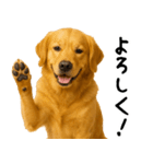 ゴールデンレトリバー★家族＆友人への連絡（個別スタンプ：21）