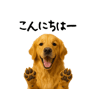 ゴールデンレトリバー★家族＆友人への連絡（個別スタンプ：22）