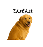 ゴールデンレトリバー★家族＆友人への連絡（個別スタンプ：23）