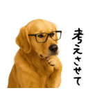 ゴールデンレトリバー★家族＆友人への連絡（個別スタンプ：24）