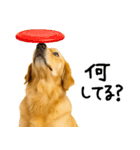 ゴールデンレトリバー★家族＆友人への連絡（個別スタンプ：25）