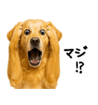 ゴールデンレトリバー★家族＆友人への連絡（個別スタンプ：26）