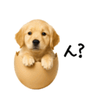 ゴールデンレトリバー★家族＆友人への連絡（個別スタンプ：27）
