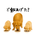 ゴールデンレトリバー★家族＆友人への連絡（個別スタンプ：28）
