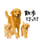 ゴールデンレトリバー★家族＆友人への連絡（個別スタンプ：29）