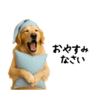 ゴールデンレトリバー★家族＆友人への連絡（個別スタンプ：31）