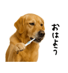 ゴールデンレトリバー★家族＆友人への連絡（個別スタンプ：32）