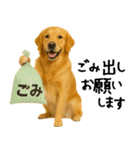 ゴールデンレトリバー★必ず使う家族連絡（個別スタンプ：1）