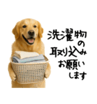 ゴールデンレトリバー★必ず使う家族連絡（個別スタンプ：2）