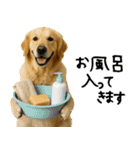 ゴールデンレトリバー★必ず使う家族連絡（個別スタンプ：3）