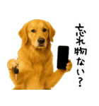 ゴールデンレトリバー★必ず使う家族連絡（個別スタンプ：4）