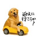 ゴールデンレトリバー★必ず使う家族連絡（個別スタンプ：5）