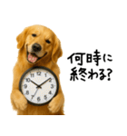 ゴールデンレトリバー★必ず使う家族連絡（個別スタンプ：7）