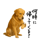 ゴールデンレトリバー★必ず使う家族連絡（個別スタンプ：8）