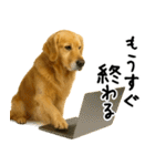 ゴールデンレトリバー★必ず使う家族連絡（個別スタンプ：9）