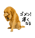 ゴールデンレトリバー★必ず使う家族連絡（個別スタンプ：10）