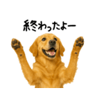 ゴールデンレトリバー★必ず使う家族連絡（個別スタンプ：11）