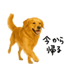 ゴールデンレトリバー★必ず使う家族連絡（個別スタンプ：12）
