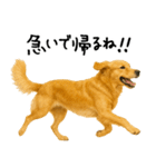 ゴールデンレトリバー★必ず使う家族連絡（個別スタンプ：13）