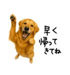 ゴールデンレトリバー★必ず使う家族連絡（個別スタンプ：14）