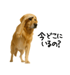 ゴールデンレトリバー★必ず使う家族連絡（個別スタンプ：15）
