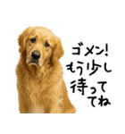 ゴールデンレトリバー★必ず使う家族連絡（個別スタンプ：16）