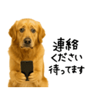 ゴールデンレトリバー★必ず使う家族連絡（個別スタンプ：17）