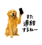 ゴールデンレトリバー★必ず使う家族連絡（個別スタンプ：18）
