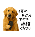ゴールデンレトリバー★必ず使う家族連絡（個別スタンプ：19）