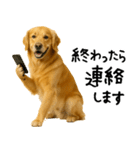 ゴールデンレトリバー★必ず使う家族連絡（個別スタンプ：20）