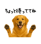ゴールデンレトリバー★必ず使う家族連絡（個別スタンプ：21）