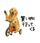 ゴールデンレトリバー★必ず使う家族連絡（個別スタンプ：22）