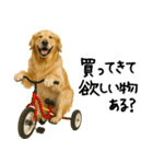 ゴールデンレトリバー★必ず使う家族連絡（個別スタンプ：23）