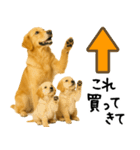 ゴールデンレトリバー★必ず使う家族連絡（個別スタンプ：24）