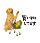 ゴールデンレトリバー★必ず使う家族連絡（個別スタンプ：25）